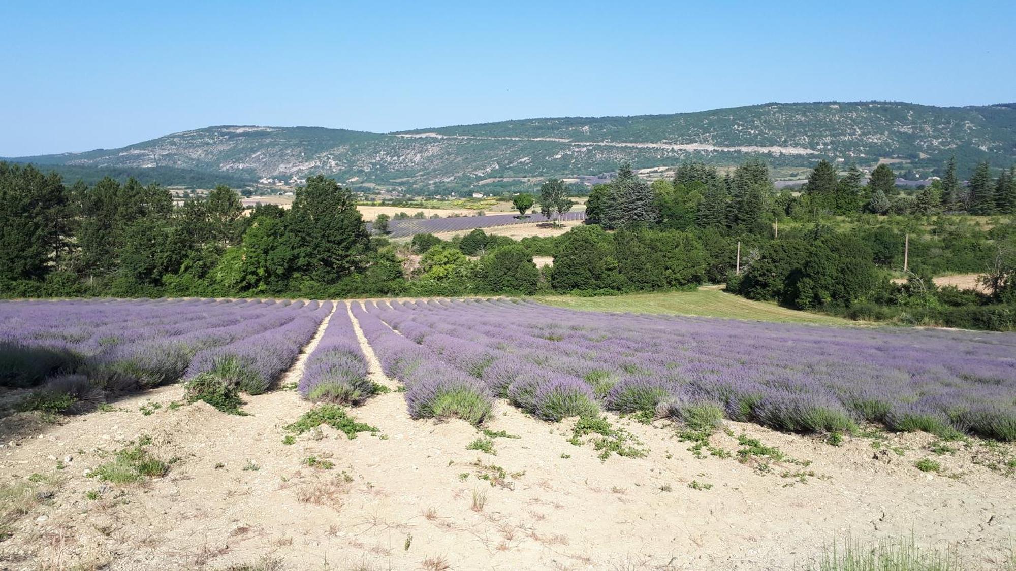 Le Grain De Lavande - Mont Ventoux Со-де-Воклюз Экстерьер фото